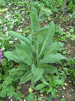 Meconopsis_betonicifolia_fars_2008.jpg