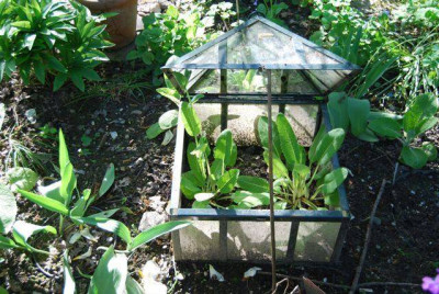 Glashausmeconopsis.jpg
