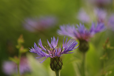 Kornblumenblau-Mai1508-3.jpg