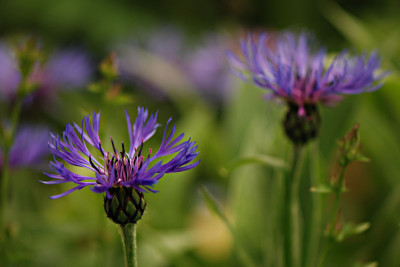 Kornblumenblau-Mai1508-2.jpg