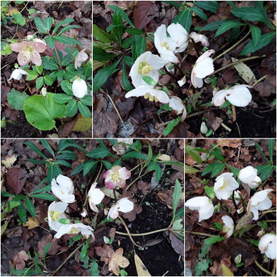 Helleborus.jpg