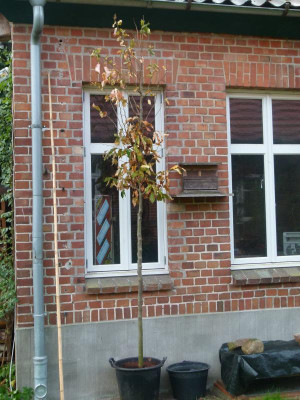 Parrotia persica 'Vanessa'.JPG