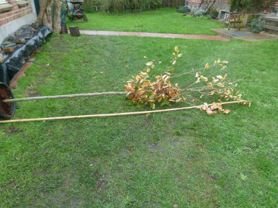 Parrotia liegend.JPG