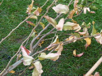 Parrotia oberer Bereich.JPG