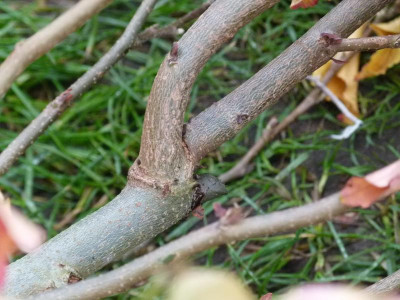 Parrotia Verzweigung Leittrieb.JPG