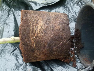 Parrotia Ballen 40x40.JPG