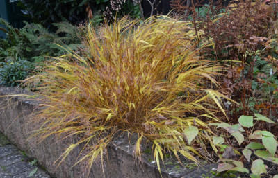 Hakonechloa_macra-Aureola.21-1.jpg
