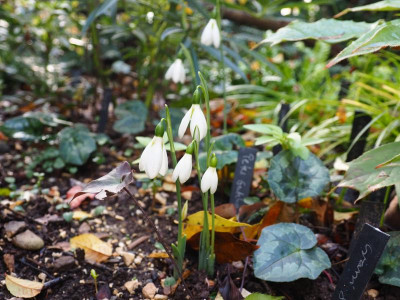 Galanthus elwesii Hiemalis Peter Gatehouse PB240008.JPG
