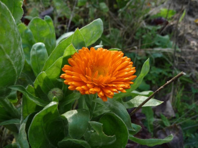 Ringelblume-im-November.jpg