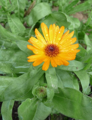 Ringelblume-im-November2.jpg