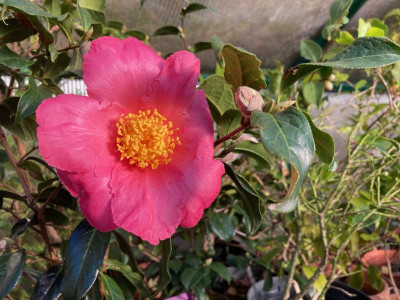 Pink Granthamiana Nov22.jpeg