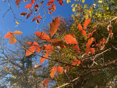 Acer griseum nov22.jpeg