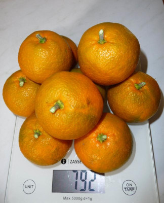 Satsuma-2.jpg