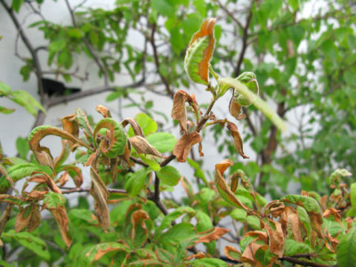 mespilus_germanica_krankhei.jpg