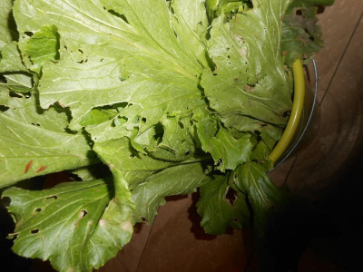 DSCN5123.JPG