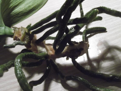 DSCF7038.JPG