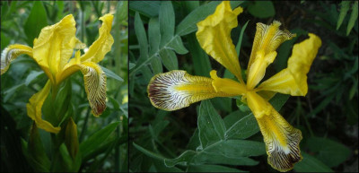 Iris_welche_2008-05.jpg