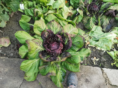 Radicchio 4050 20221125.jpeg