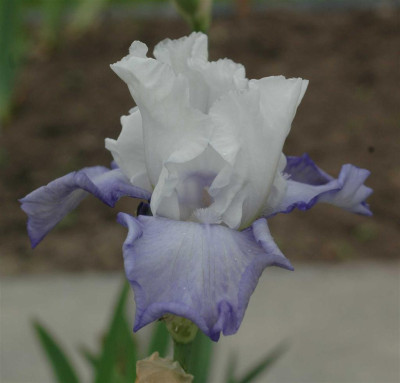 A6447a_Large.JPG
