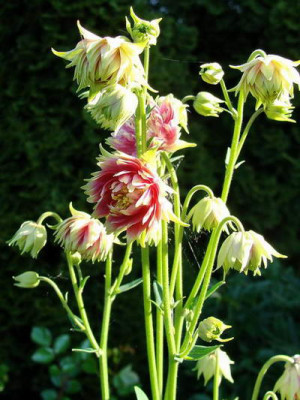 Kopie_von_12.5.2008_08-11-54_0074.JPG