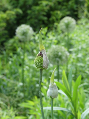 2021-06-13 Allium 'Forelock'.jpg