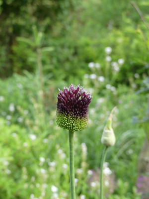 2021-06-15 Allium 'Forelock'.jpg