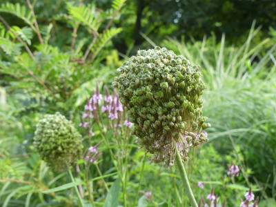 2021-07-15 Allium 'Forelock'.jpg