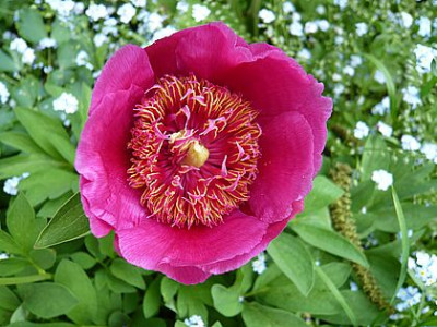 Paeonia_officinalis_Anemoniflora_fars_2008.jpg