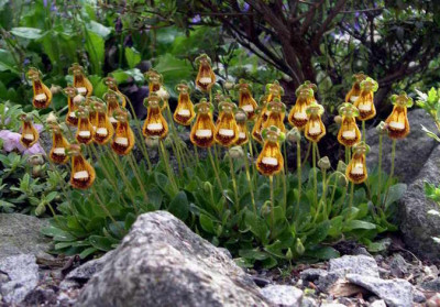 Calceolara_Walter_Shrimpton__2008-05-15.JPG