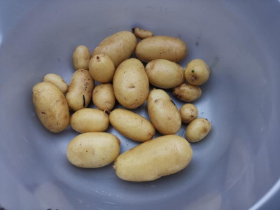 Kartoffeln_20221129_.jpg