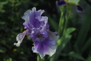 Blue_Spot_4_mittel.jpg