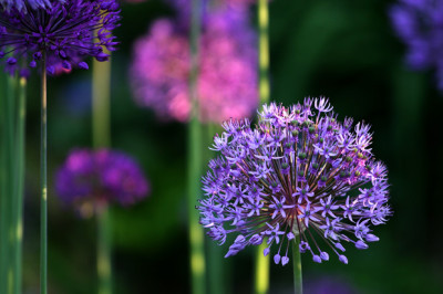 Allium-im-Abendlicht.jpg