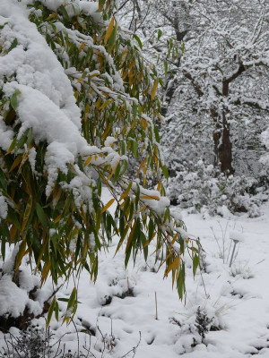 2022-12-02 Gartenimpressionen 1.jpg