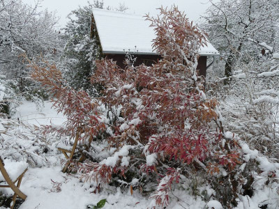 2022-12-02 Lindera 2.jpg