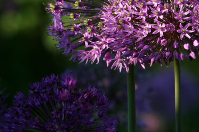 Allium-im-Abendlicht-2.jpg