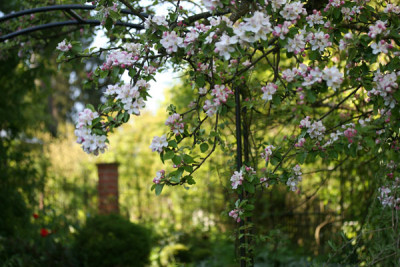 Lichtstimmung-Garten.jpg
