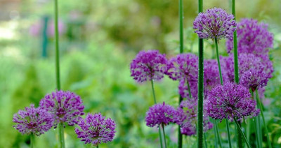 Allium_1_15-05-2008.jpg