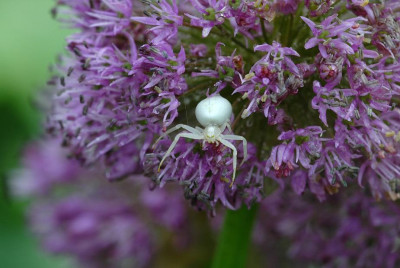 Allium_2_15-05-2008.jpg
