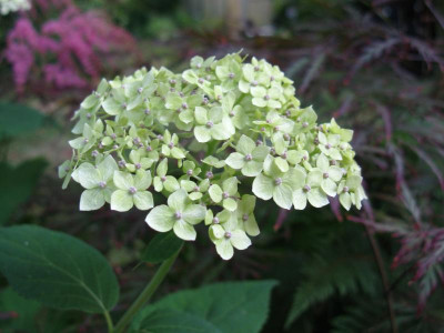 Lime annabelle (2).JPG