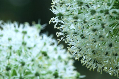 Allium_3_15-05-2008.jpg