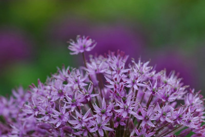 Allium_4_15-05-2008.jpg