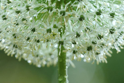 Allium_5_15-05-2008.jpg