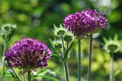 Allium_6_15-05-2008.jpg