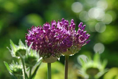 Allium_7_15-05-2008.jpg