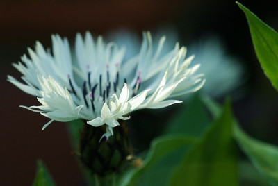 Kornblume_1_15-05-2008.jpg