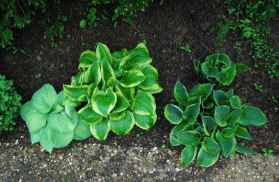 Hosta_X_15-05-2008.jpg
