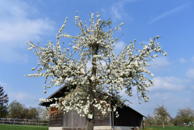 Bonlanden Streuobst 016.JPG