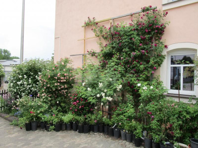 Garten-West-3.JPG