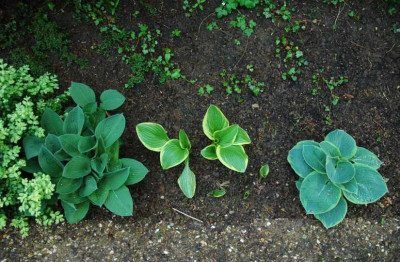 Hosta_X_2_15-05-2008.jpg