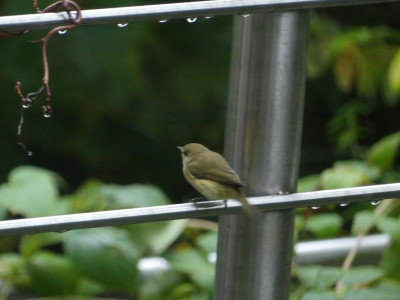 P1100864.JPG